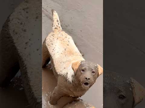 That’s one way of getting a chocolate lab 😂🤦 thumbnail