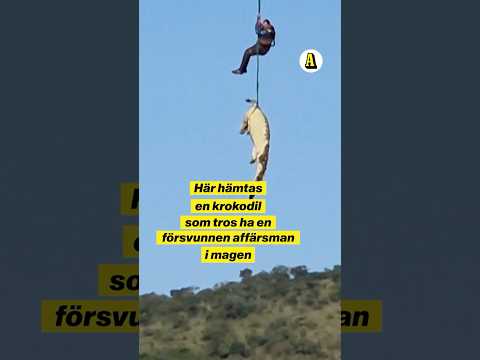 Hämtar krokodil – tros ha ätit upp affärsman thumbnail