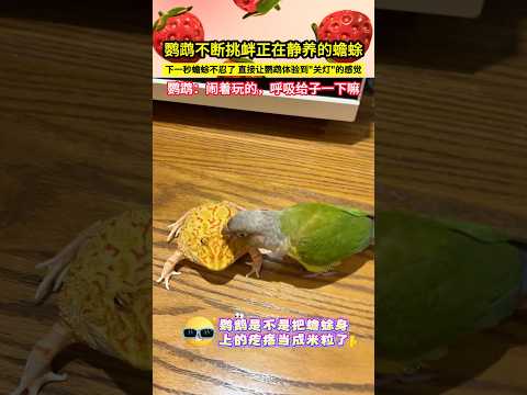 鸚鵡不斷挑釁正在靜養的蟾蜍，下一秒蟾蜍不忍了，直接讓鸚鵡體驗到"關燈"的感覺，鸚鵡：鬧著玩的，呼吸給一下子嘛！#shorts thumbnail