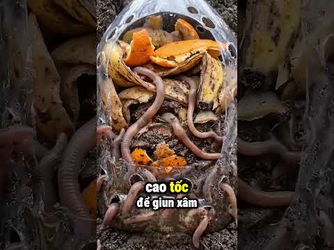 Mẹo Trồng Cây Cực Đỉnh Ai Cũng Nên Biết ? thumbnail