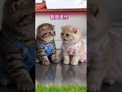 智商堪忧 #cat thumbnail