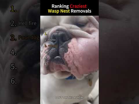 Ranking Craziest Wasp Nest Removals #asmr #snow #funny #odlysatisfying #ice #satisfying #fyp thumbnail