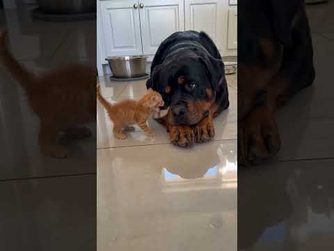 Tiny Kitten Takes on a Giant Rottweiler! ? thumbnail