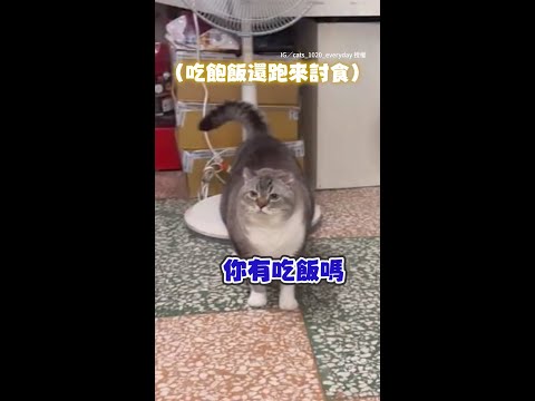 【有夠貪吃～】貓貓吃飽飯還來討食　爸引導牠去隔壁直接關門不聽XD #Shorts thumbnail