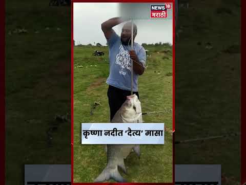 Sangli News | कृष्णा नदीत सापडला दुर्मिळ ‘दैत्य’ मासा, पाहण्यासाठी गर्दी | Krishna River | N18S thumbnail