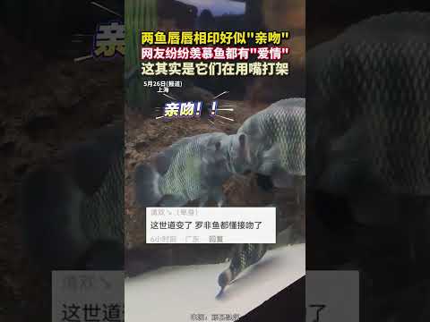 兩魚唇唇相印好似「親吻」，網友紛紛羨慕魚都有「愛情」，這其實是它們在用嘴打架。 thumbnail
