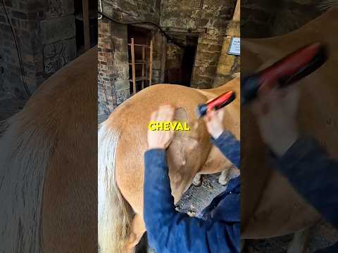 ? Elle crée un souvenir spécial avec son cheval adoré thumbnail