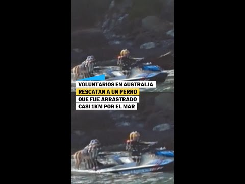 RESCATAN en Australia a UN PERRO arrastrado por el MAR #shorts thumbnail