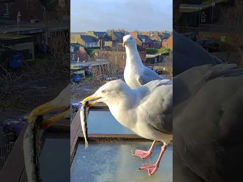 My Pet Seagull Hits His Lover With The Sardine Fakeout! thumbnail