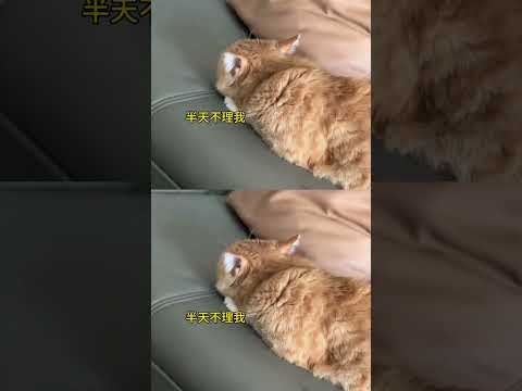 咪用最直观的方式告诉你，咪不舒服了 #小猫咪能有什么坏心眼 #小猫生气 #猫主子 #猫咪日常 #万万没想到 thumbnail