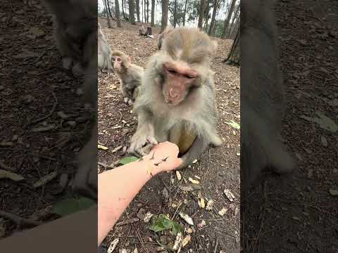 ASÍ PUEDES SOBREVIVIR EN LA SELVA!! ? thumbnail