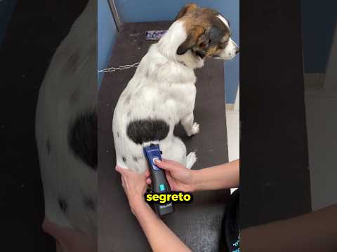 Questo cane nascondeva un SEGRETO!😨 thumbnail