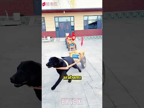 Herkes Kendi Arabasıyla Yola Çıktı! 😎🚗 thumbnail
