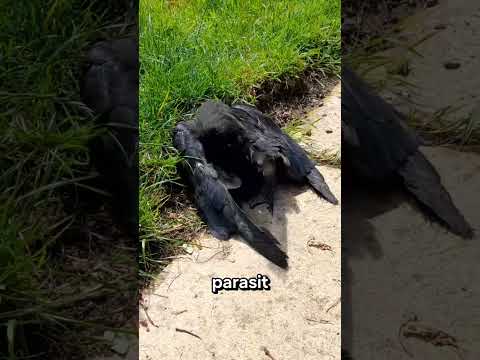 Burung Ini Rela Mandi Semut Demi Bisa Sembuh thumbnail