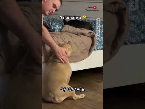 Пёс Мирон Залезает на Кровать 😂 thumbnail