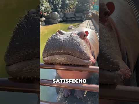 Este Hombre Sorprendía A Su Hipopótamo Diariamente 🥺❤️ thumbnail
