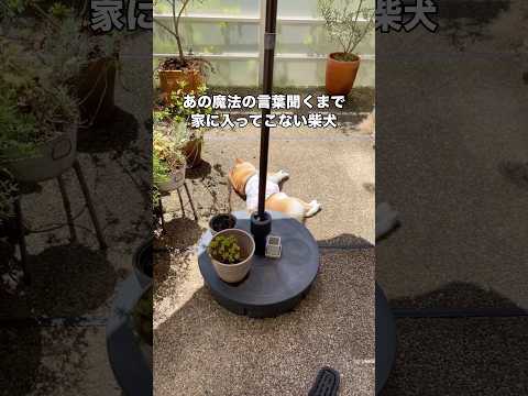 全然反応無かったくせに魔法の言葉を使ったら一瞬で嬉しそうに帰ってくる柴犬 #柴犬 #赤柴 #柴犬のいる暮らし #shorts thumbnail