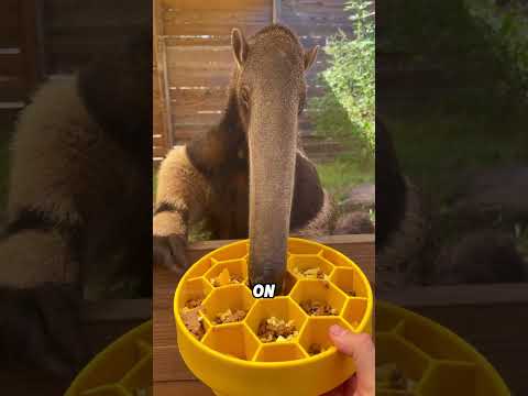 Anteater#animals #funnyanimal #funny #cute #anteater thumbnail