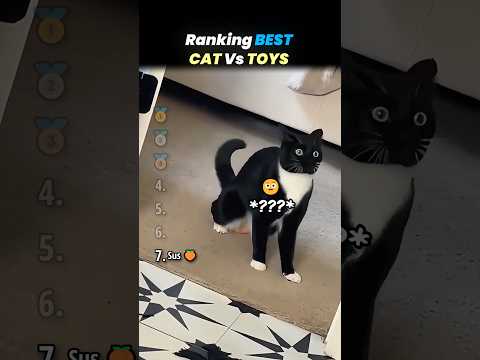 Ranking FUNNIEST CAT VS TOYS Core Moments!! 🐱🧸 thumbnail