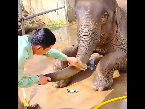 This elephant is willing to sacrifice everything to repay the kindness #pets #cute #funny #shorts thumbnail
