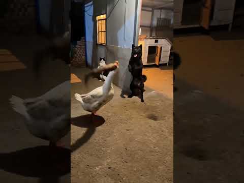狗子：鵝哥，請受小弟一拜。 #動物的迷惑行為 #大鵝 #狗狗搞笑視頻 #萌寵出道計劃 #狗狗成精了 thumbnail