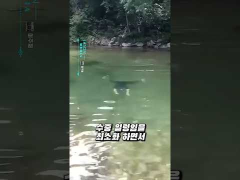 해상특수전 친구 잠수실력 ㄷㄷ thumbnail