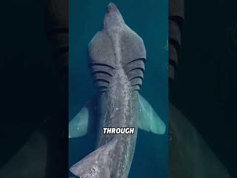 A basking shark eating with its mouth wide open#animals #funnyanimal #funny #cute #baskingshark thumbnail