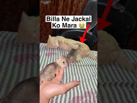 Jackal Baby Ke sath Kya kiya Billa Ne ? thumbnail