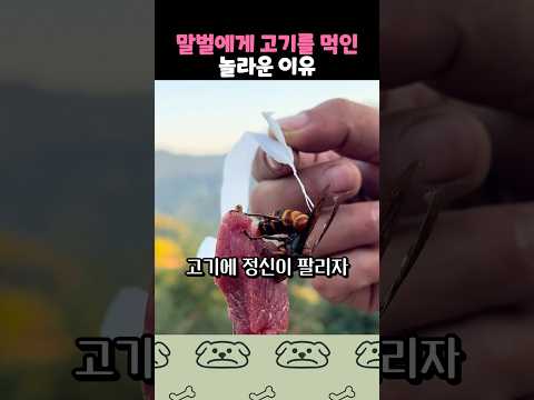 남성이 말벌에게 고기를 준 이유 thumbnail