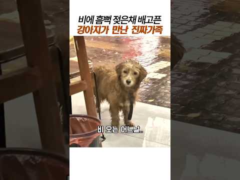 비에 흠뻑 젖은 강아지가 만난 진짜가족#감동동물 thumbnail