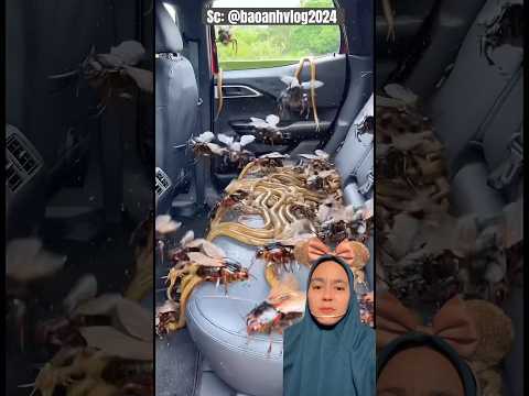 Mobil Penuh ULARR ‼️ baoanhvlog2024 thumbnail
