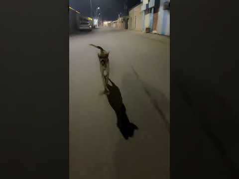 نقدر نقول ختمنا الترند ? #viral #funny #shorts #funnydog thumbnail