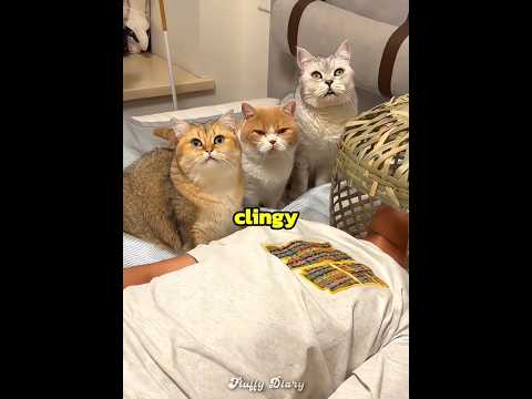 These cats are way too clingy ??? thumbnail