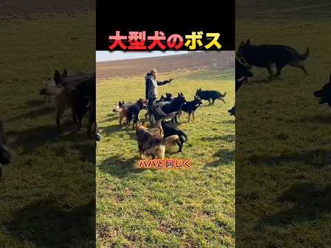 結局犬は犬。 thumbnail