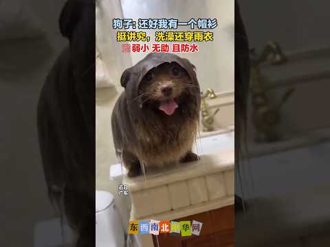 狗子: 还好我有一个帽衫 thumbnail