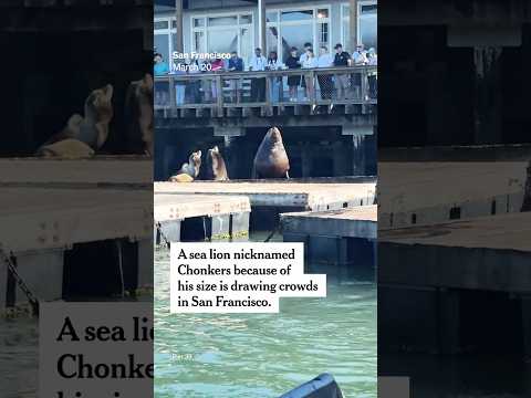 Chonkers the Sea Lion Draws Crowds in San Francisco thumbnail