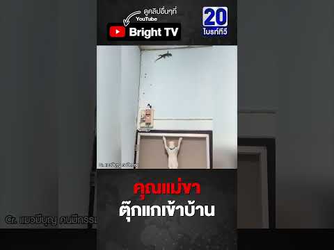 แม่ไม่ต้องห่วง หนูลุยเอง! แมวปีนมุ้งลวดจับตุ๊กแก แลกเปียก thumbnail