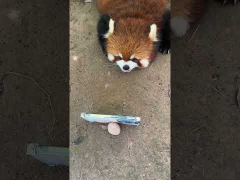 Even little red pandas love watching cartoons 🐾📺 thumbnail
