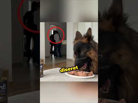 Anjingnya Bilang Makan Dulu Bang😭 thumbnail