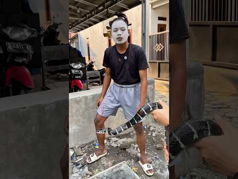 CEMONG LARANG ULAR MINUM AIR SEMEN, VEBBY LANGSUNG DATANG! #shortvideo #shotrs #snake thumbnail