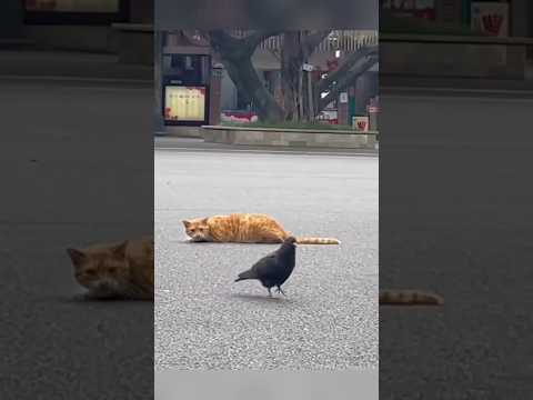 Wait For End😰Cats gone Wrong😳 #cat #catlover #cats thumbnail