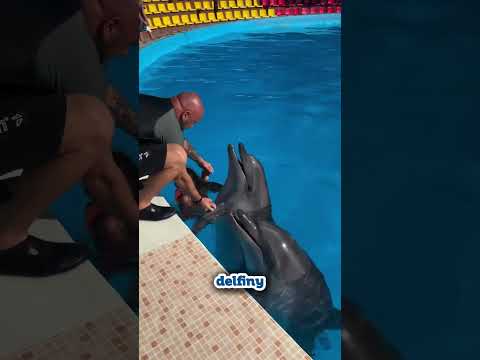 Mała Dziewczynka i Delfiny #shorts thumbnail