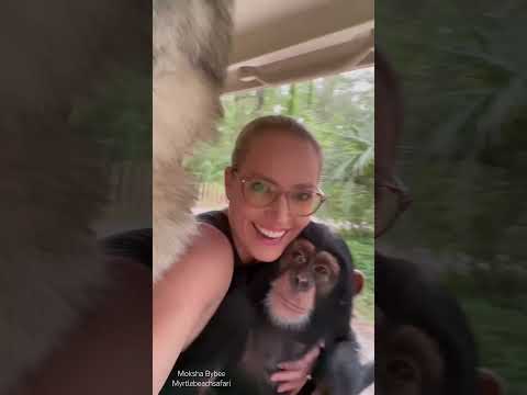 #lifestyle #chimp #wolf #fun #love thumbnail