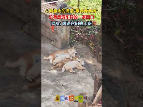 还是当狗舒服啊！不想上班 thumbnail