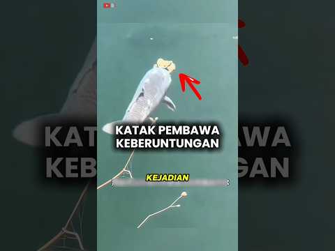 ​Fenomena Katak Pembawa Keberuntungan ??#shorts thumbnail