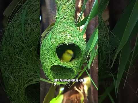 你知道动物们为了娶到媳妇儿能有多拼吗？ #织布鸟 #有趣的动物 #科普 thumbnail