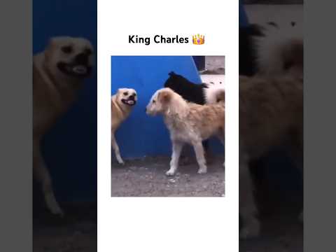 He He #kingcharles thumbnail
