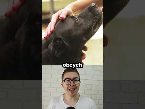 Pies pokazał rodzicom, co robiła opiekunka z ich dzieckiem! thumbnail
