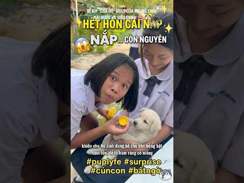 Hết hồn cái nắp chai... Cún con còn nguyên! 😂🐶- [Kevo TV] thumbnail