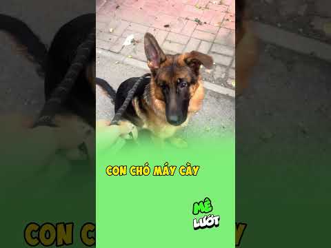 Con chó máy cày | Mê Lướt thumbnail